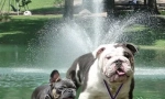 Színes bulldogs